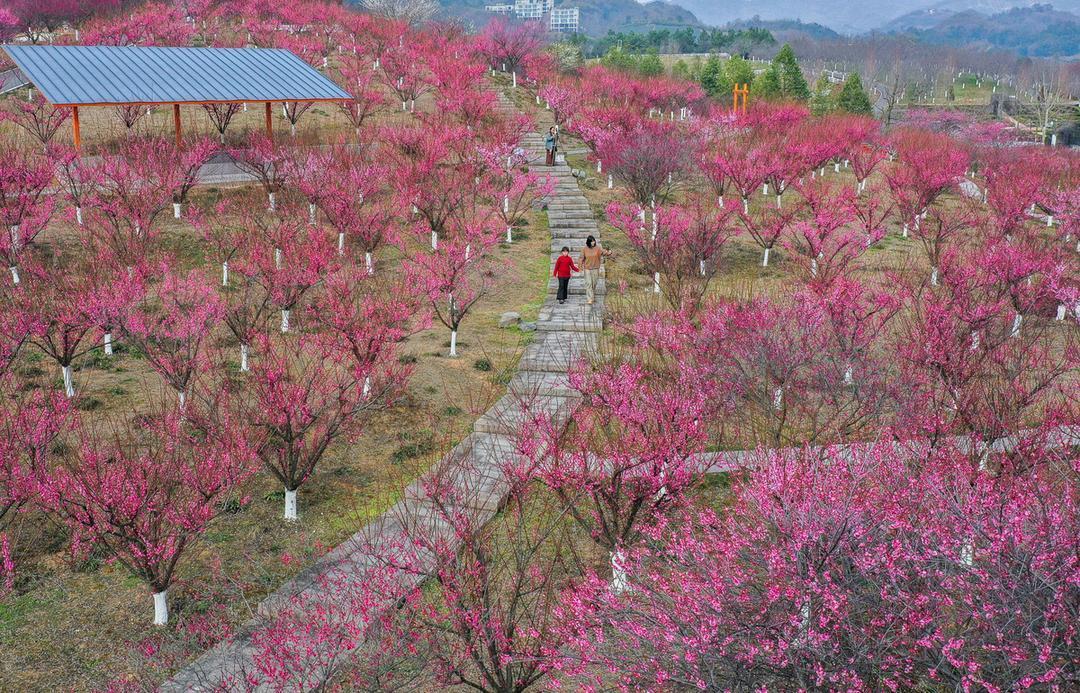 躲开人潮!这3个小众地、藏着你最想要的春天。当朋友圈开始晒婺源油菜花、苏堤春晓