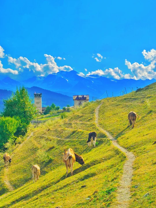 🇬🇪我在格鲁吉亚找到了最像川西的地方
