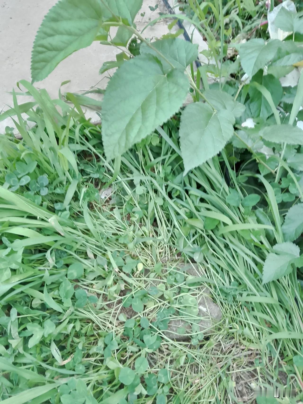 这母猫是成精了，小区外面拆迁，丢下几只猫，它们老是在我们小区游荡，吃些好心人给的