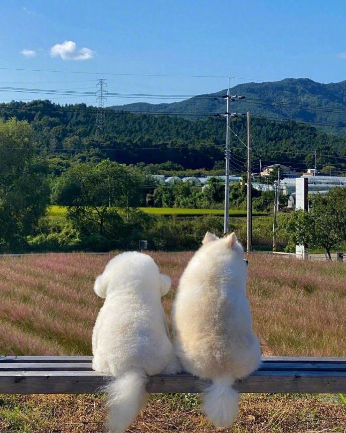 两只软白团子坐在一起看风景，这画面过于可爱了！