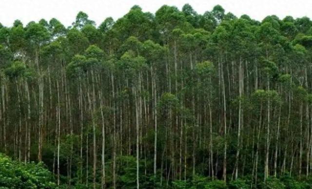 日本和美国早已禁种，中国为何依然大力种植？背后原因不简单。美国那边不是全国完