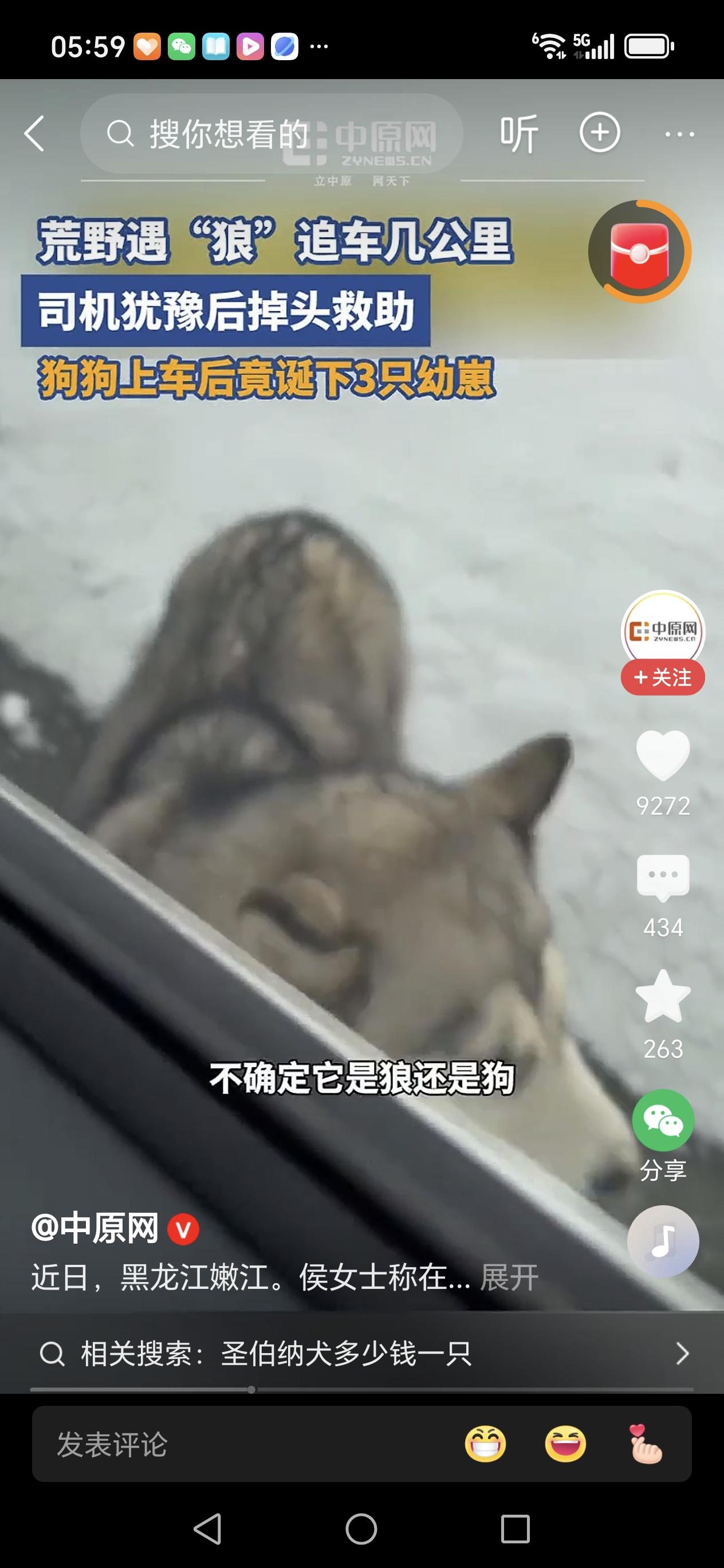 零下15度狂追3公里！流浪狗拼死拦车，上车瞬间泪蹦，并生下可爱的三个小宝