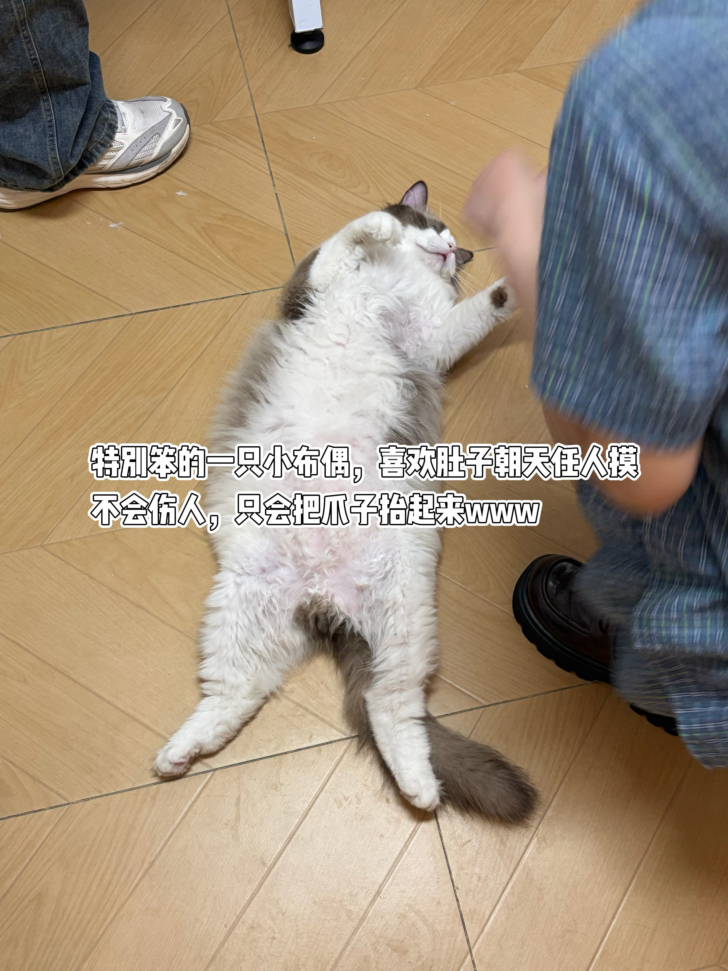 布偶猫的遗弃率是真的高，在杭州转了好几家宠物洗护店都这么说一方面是长得可爱，很多