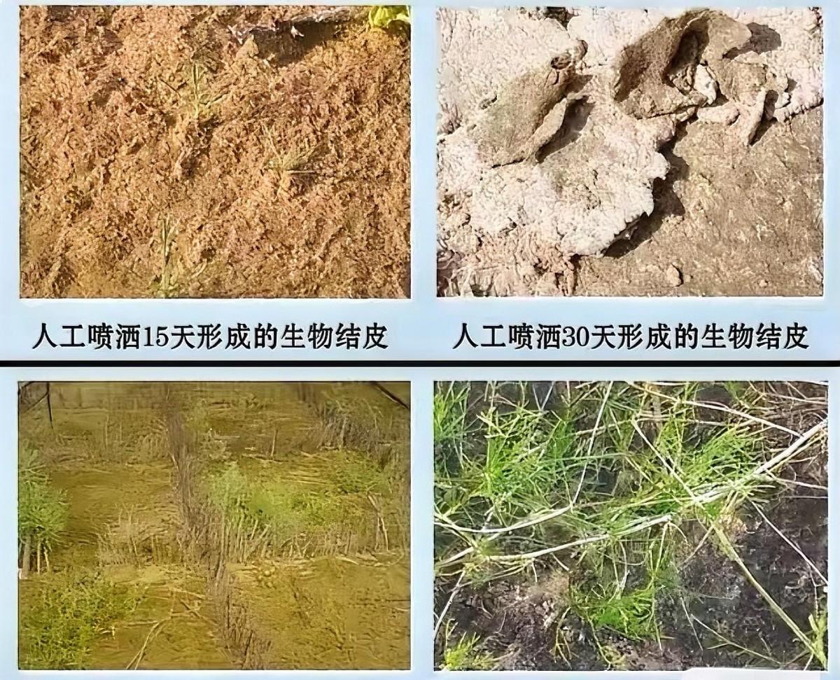 谁也没想到，治服沙漠的不是推土机，不是植树造林，而是一层薄薄的“活墨汁”。1