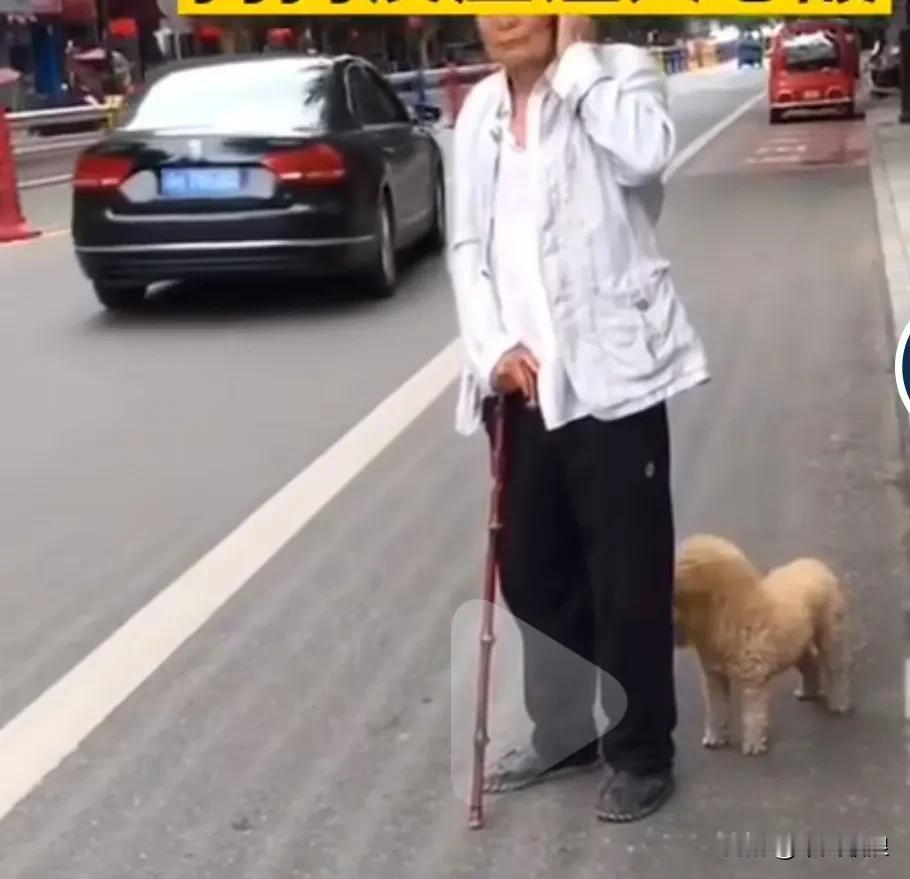 老人想搭车就是因为后面跟着一只狗狗，没人敢停下来搭他，小狗聪明很，它躲在老人后面