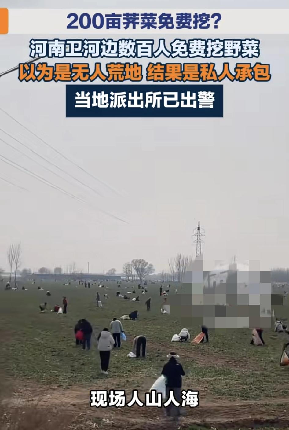 河南卫河边数百人排队围着挖野菜，周边也停满了车辆，有人拿着铲子和袋子，在地里猛挖