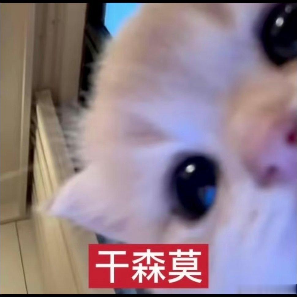 这么可爱的小猫咪谁不爱呢~