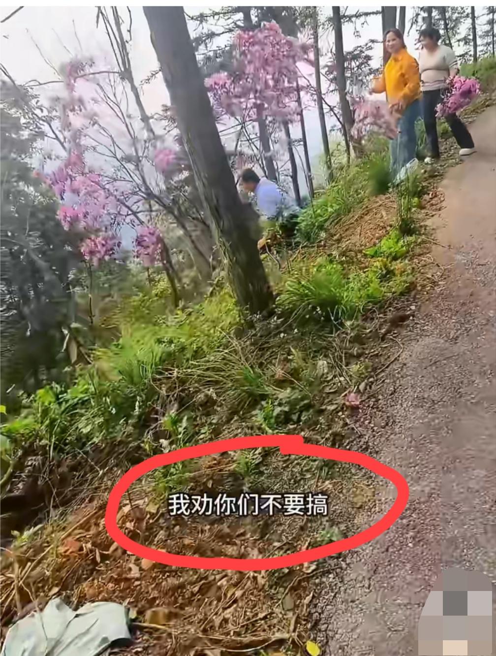 4月8日，湖南株洲。女子爬山时发现有人在采摘云锦杜鹃，立刻上前制止，告诉他们云锦
