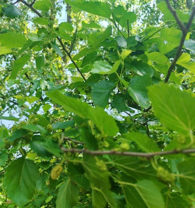 五一孩子们回来，正想买鸡，二姐直接送来两只自家养的土鸡。她住乡下，养鸡养猪，
