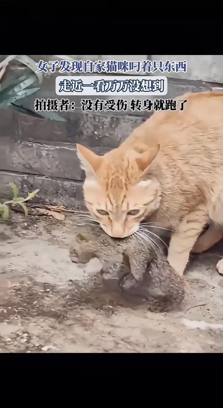貓猫专咬野物什么黄山猫还有刺猬干黄鳝连猫头鹰它都能叼回家但描儿今无叼回