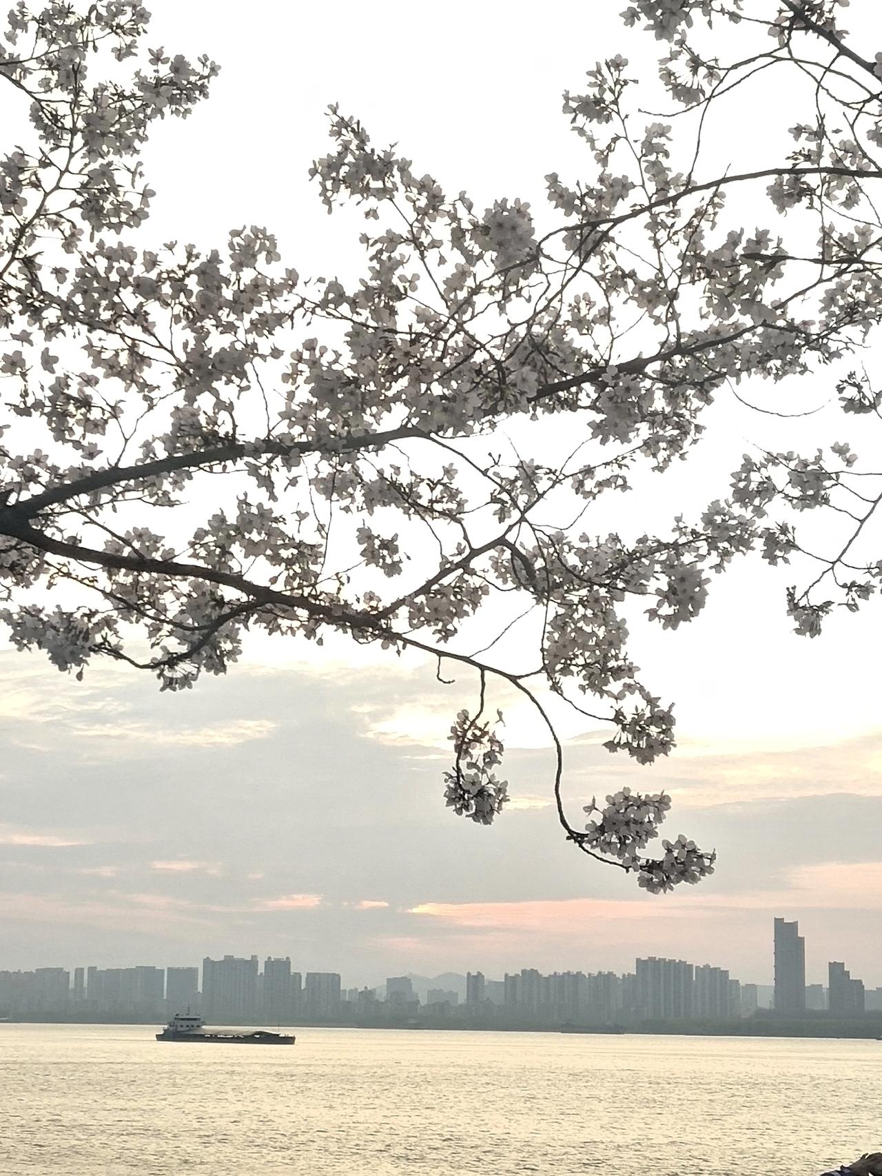 燕子矶滨江大道樱花季，感觉来了半个城的南京人，百分之九十八的苏A南京赏樱地图，