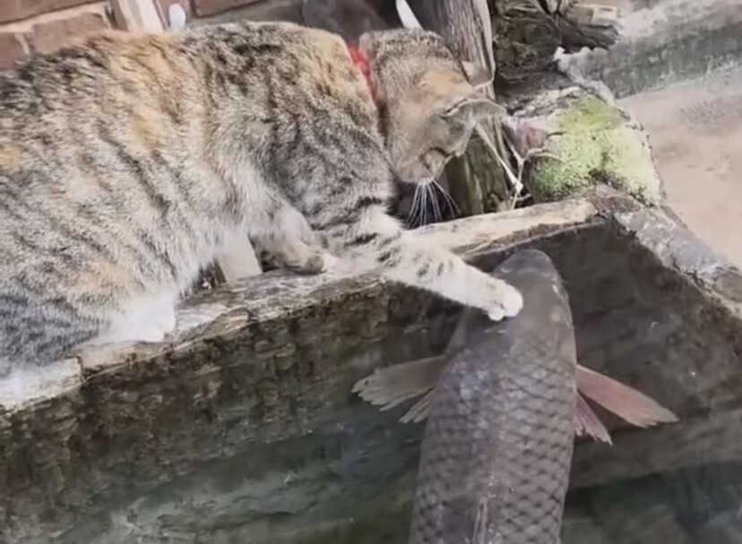 一只猫看到一条鱼很想吃，但是它心有鱼而力不足，这条鱼真的太大了，猫咪也只能伸出爪子摸摸而已！