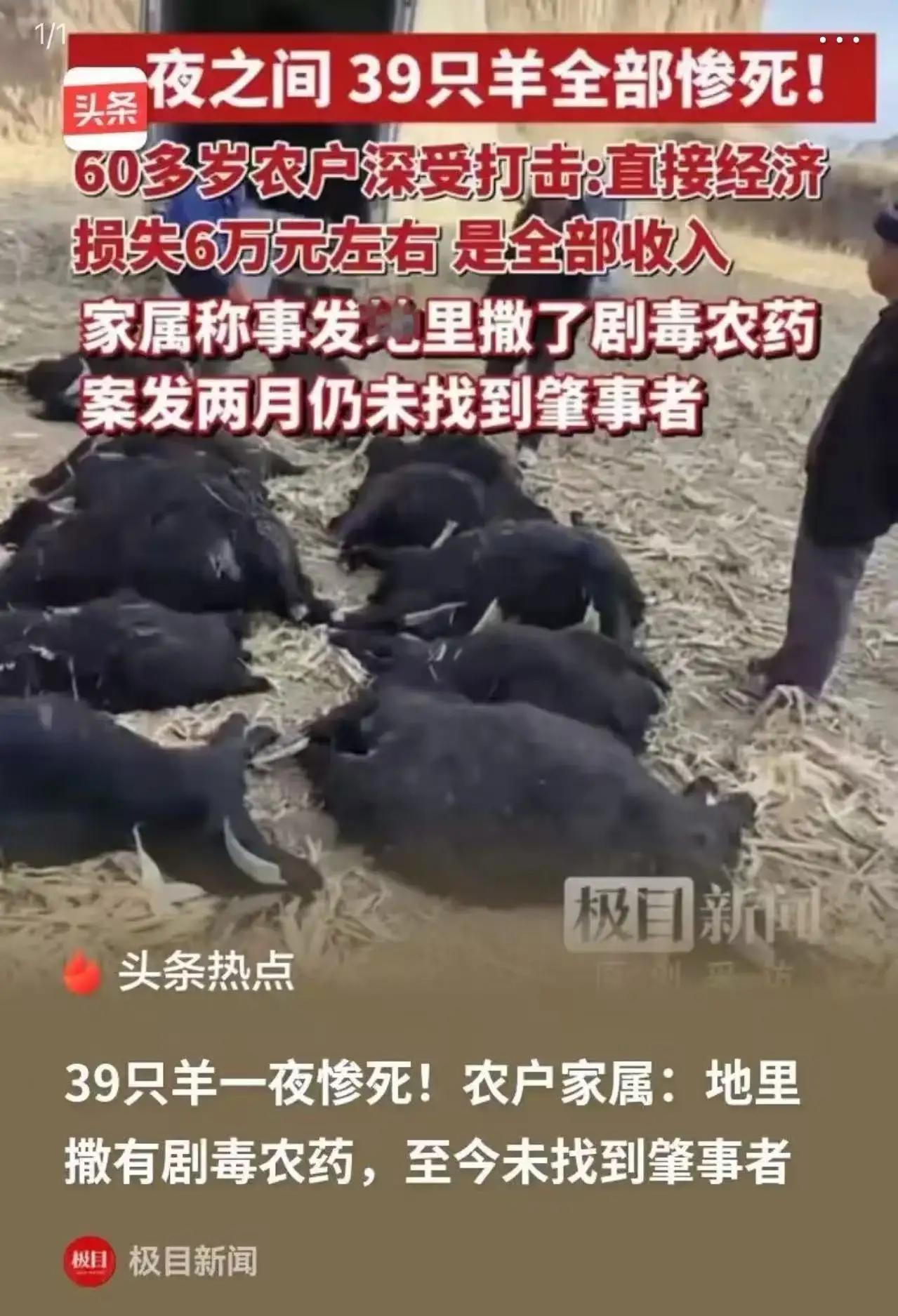 山西霍州，39只羊被人毒死，六旬农户哭诉：“地里被人撒了剧毒农药，事情发生两个多