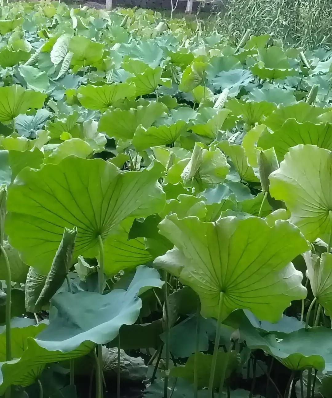 一场相亲刚坐下没多久就散了。我给外甥女牵了个线，结果两个人没聊上几句就各自回