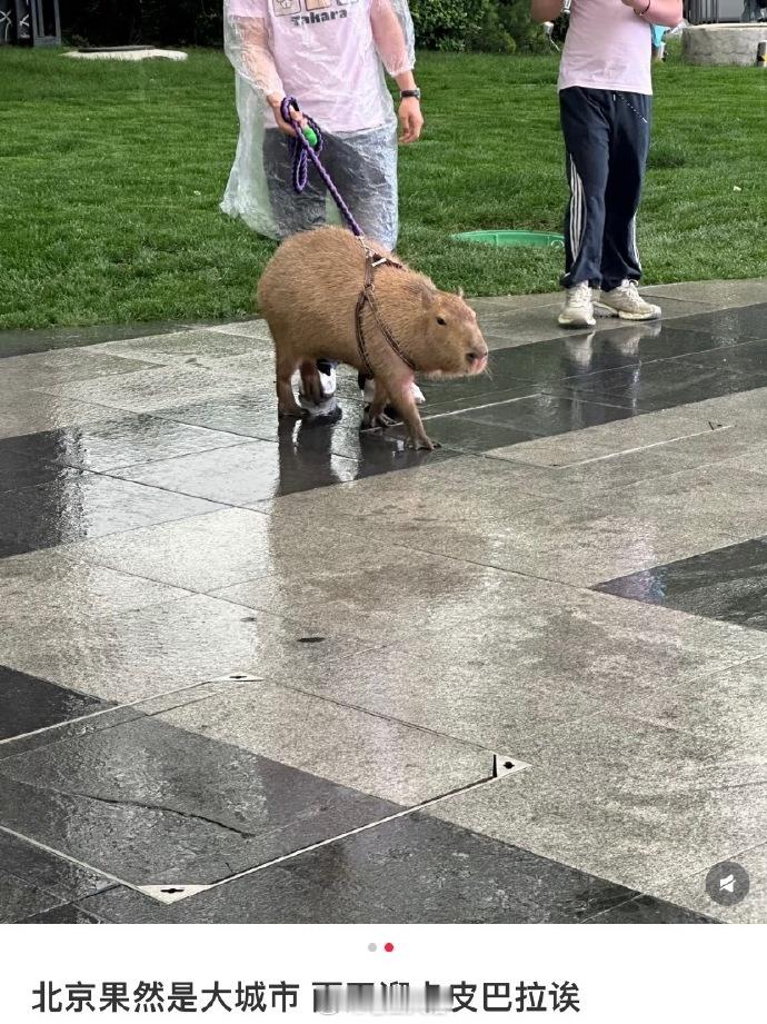 大城市溜什么宠物都不奇怪[doge]​​​