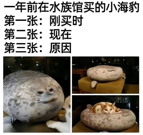 猫咪克制之物