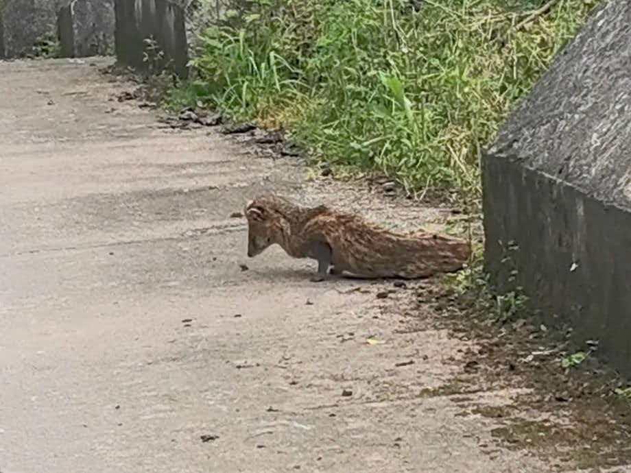 重庆石柱县，4月19日，一个叫冉女士的普通人，在路边发现了一只蜷缩着的小动物，看