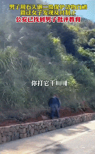 在一处路边的草丛旁，一名男子拿起石头砸向国家二级保护动物白鹇，这一幕刚好被路过的