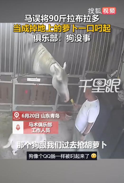 马儿的萝卜抢不得！山东青岛，监控拍下让人惊掉下巴的一幕。一只90多斤的大块头