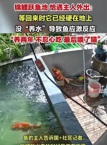 事实证明——“主人宠你，主任的宠物不一定宠你