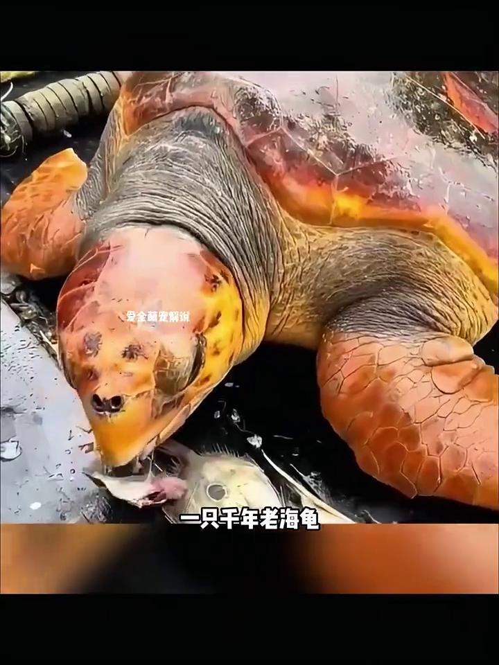 这天渔民大哥出海起网时不小心误捕了一只千年老海龟，它的重量高达四五百斤，龟壳上布