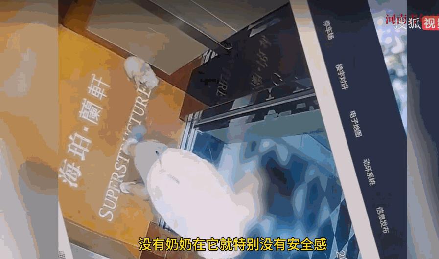 “必须严惩！”8月3日，陕西西安，一女子养的小狗趁开门时跑了出来，冲进电梯跟着下