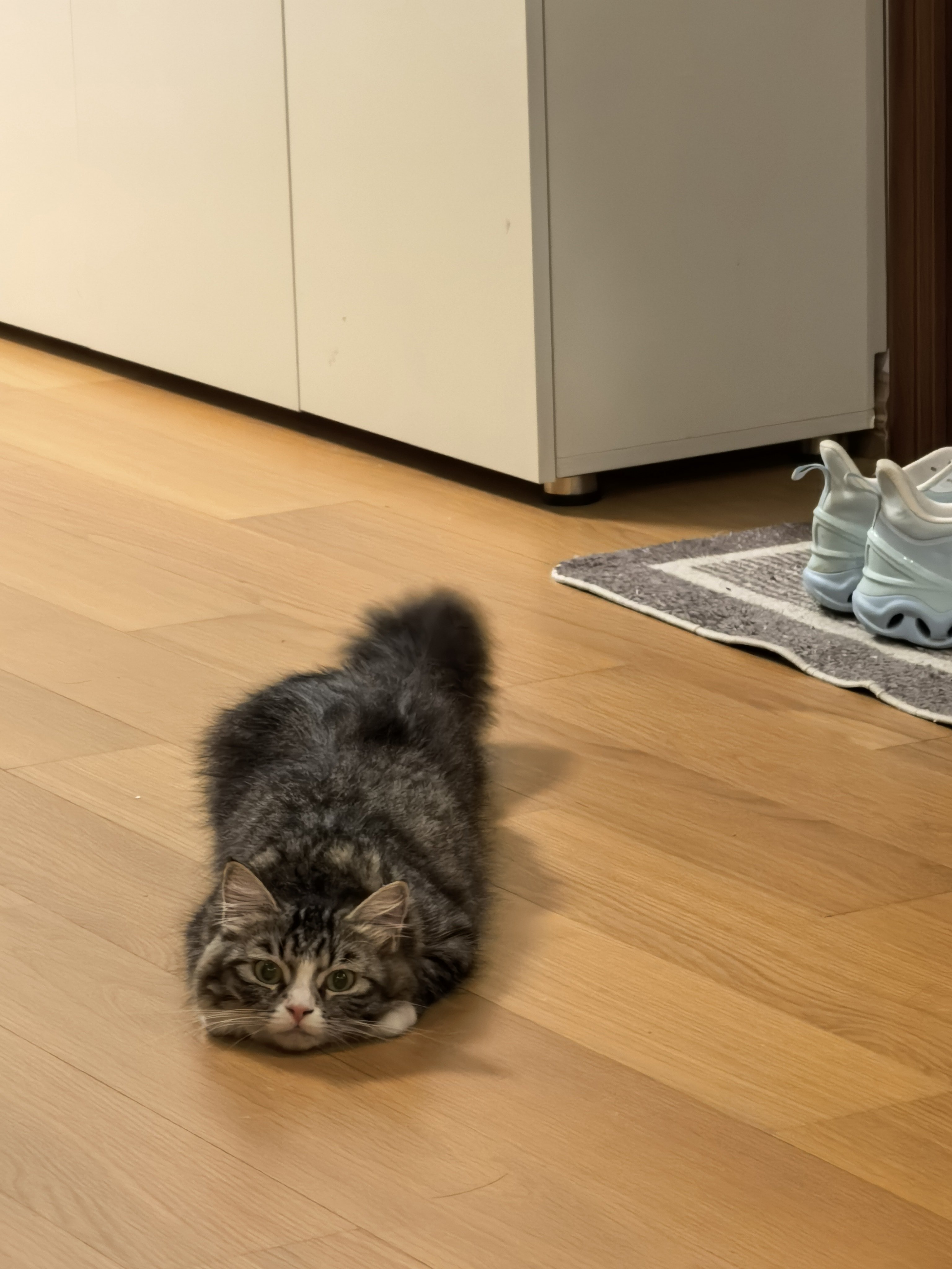 内向猫猫虫(^～^)