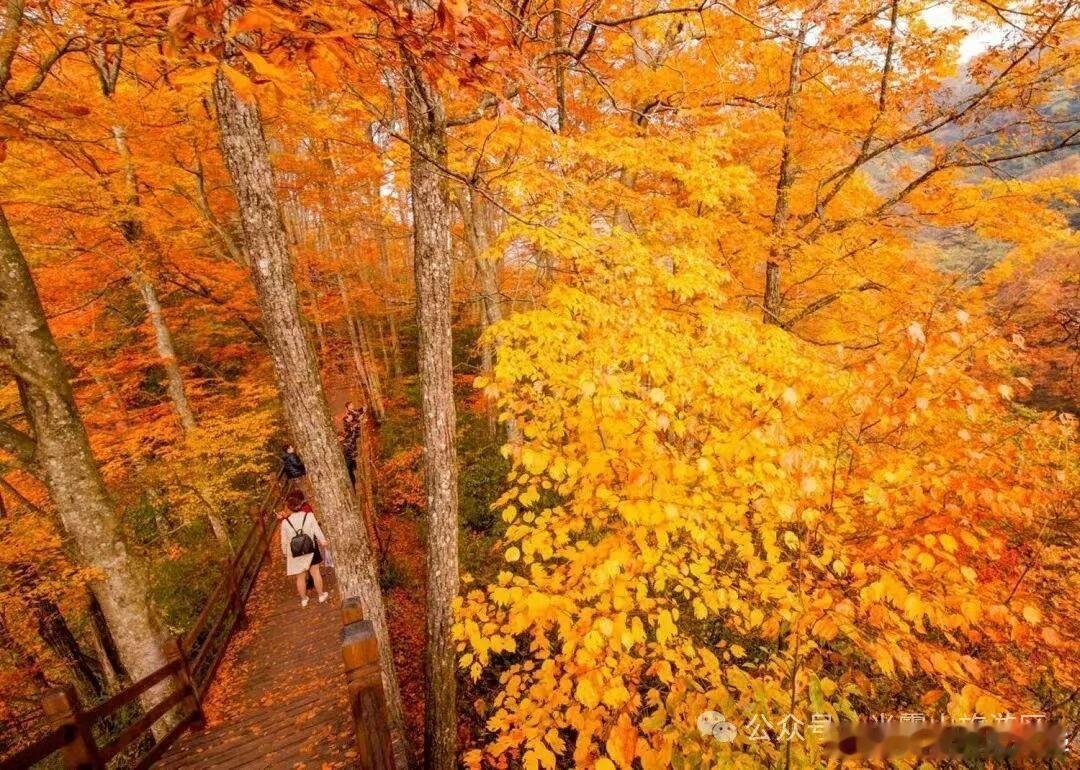 在光雾山赏封神级的秋天四川光雾山，秋景惊艳！层林尽染如画卷，含金量飙升，这个秋