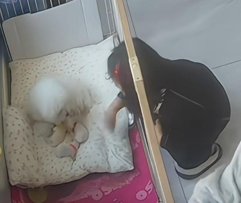 小狗刚生产完，小女孩在旁边，用手摸小崽子时被小狗咬伤，妈妈在旁边警告她，小狗刚生