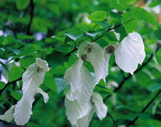 大别山惊现“绿色熊猫”！罗田天堂寨的鸽子花盛开，太美了！说到国家一级保护植