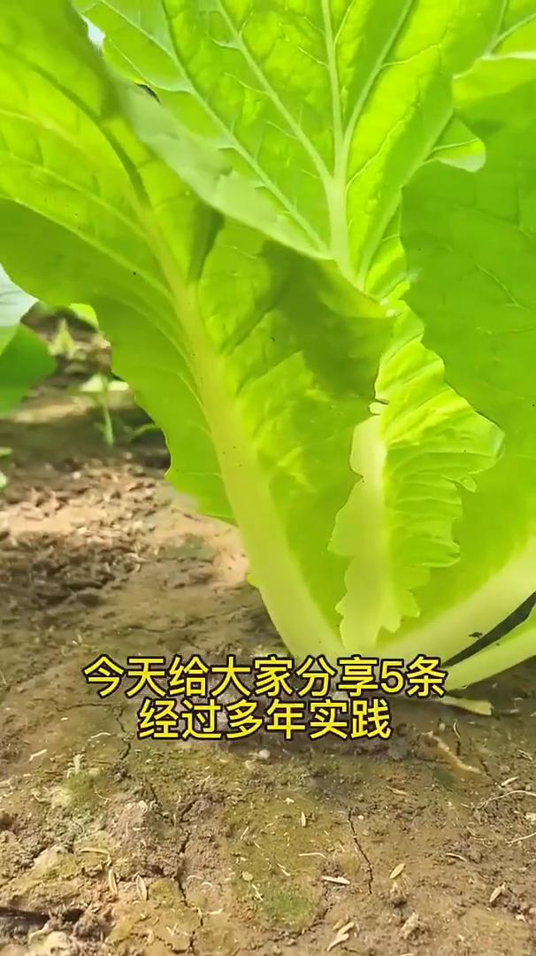 种植真经。不管你种什么菜，如果连一些基本知识都不懂，蔬菜很难种的好。今天给大家