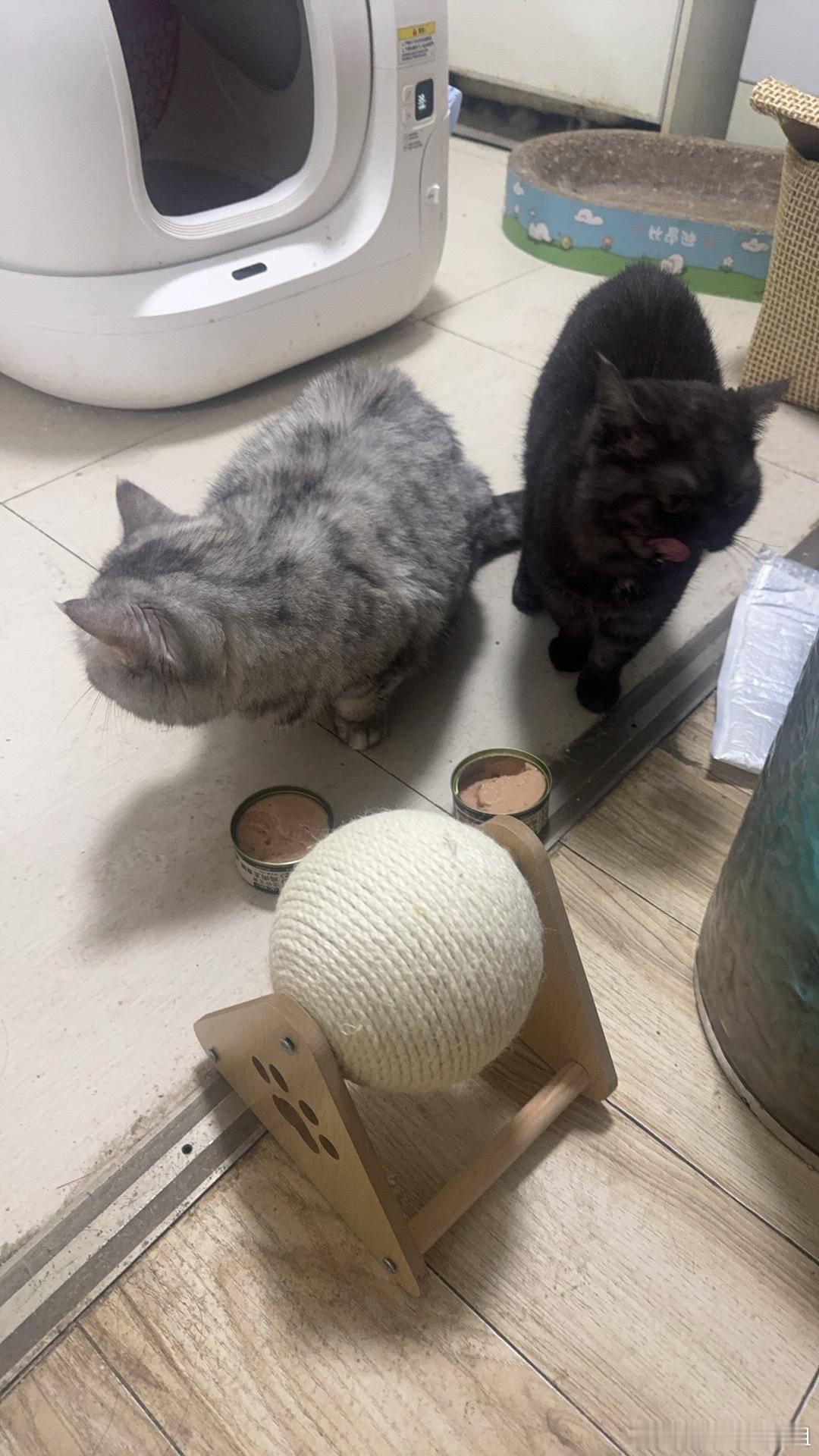 别给我买奶茶了买猫粮吧一堆流浪猫要养除了家里的