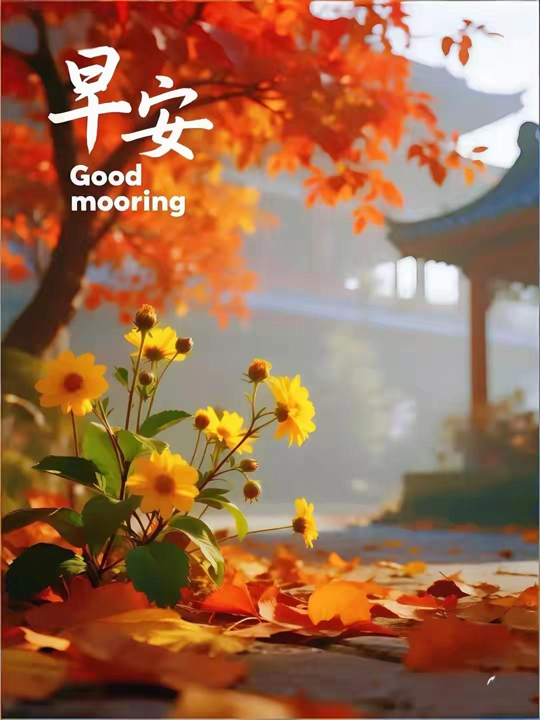 9月6日周二早，风里已经带了点九月专属的凉丝丝的桂花香，吹在脸上比上周三十多度的