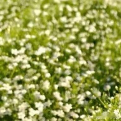 0000满天星种植方法1.准备土壤：选择疏松、透气、排水良好的微碱性或中性土壤