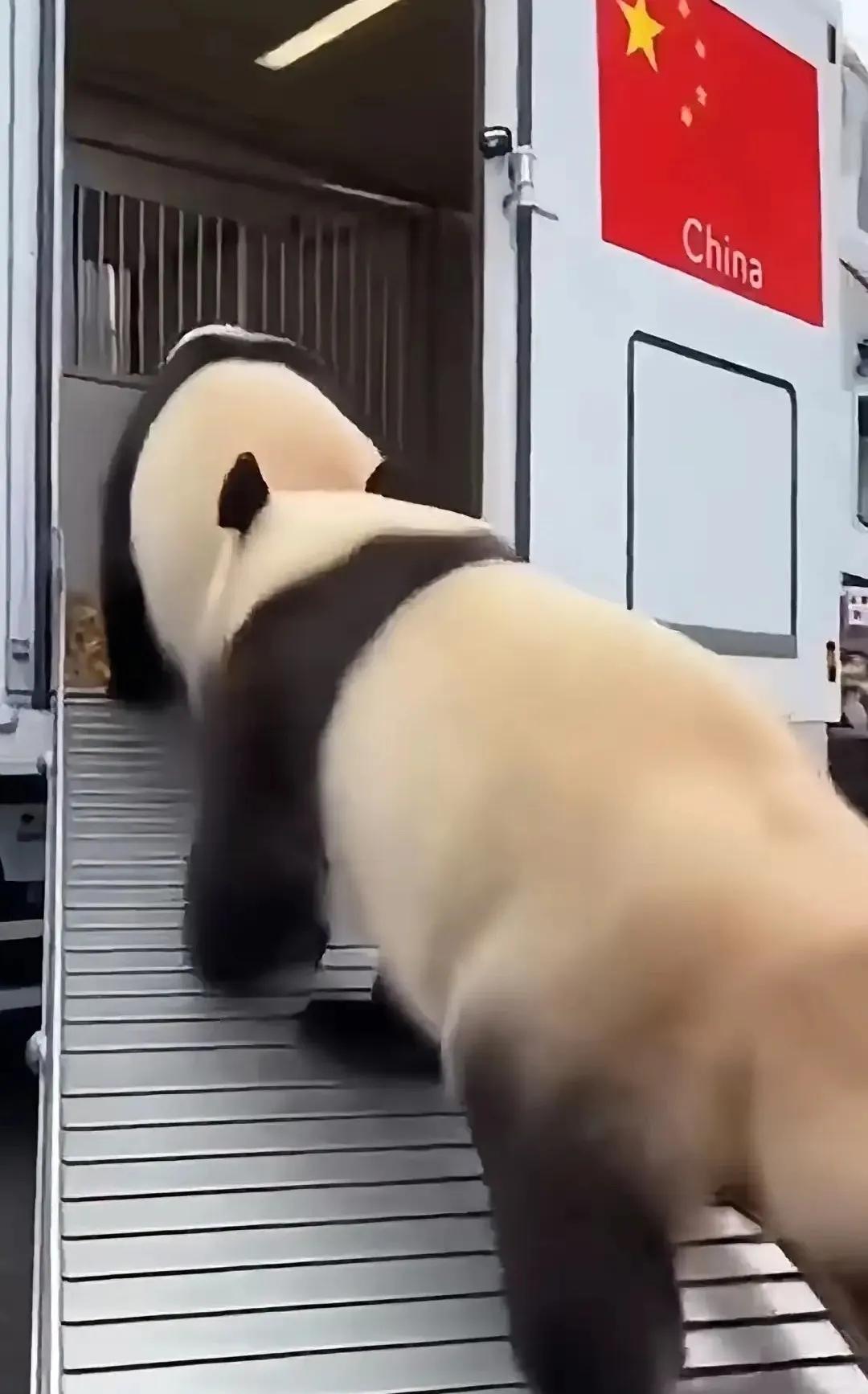 我敢说这是我见过最有骨气，最潇洒的熊猫了，这大熊猫回国的直播回放，看着看着就