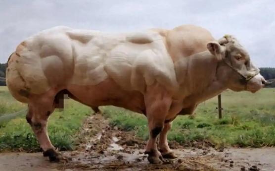 为什么牛吃草就能长一身肌肉？您说奇不怪，咱们人要想长点结实的肌肉，那得费多大