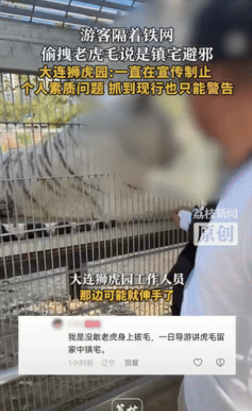 太过分了！辽宁，游客看到动物园老虎在在铁网上趴着，纷纷去薅老虎毛，不料工作人员来
