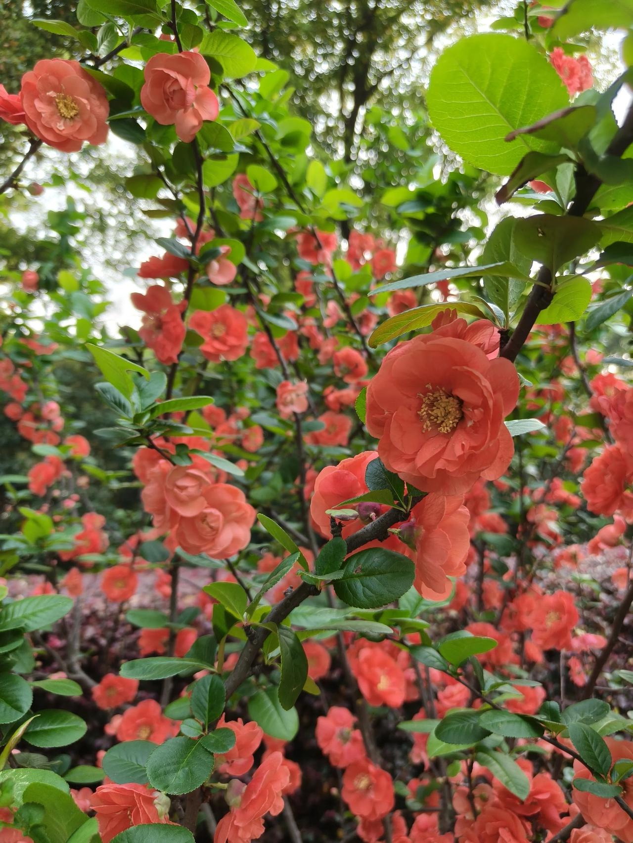 黄兴公园大修，好多地方都🚧🚧🚧🚧围起来了！不过不影响赏花拍花🌸只是