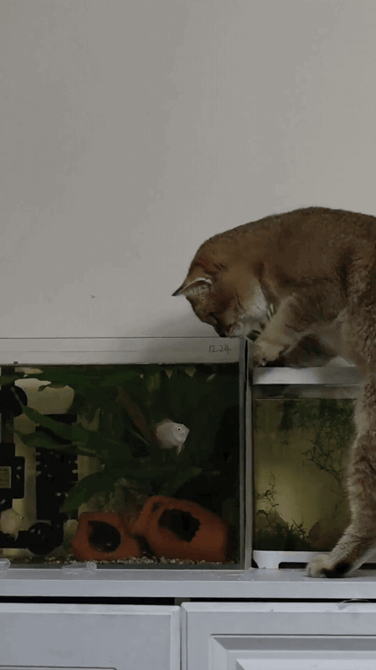 倒反天罡名场面！全网最勇的鱼，专治馋嘴猫[捂脸哭]