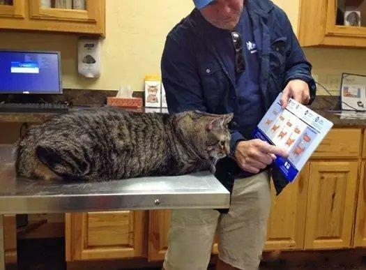 你康康你是最胖的那种