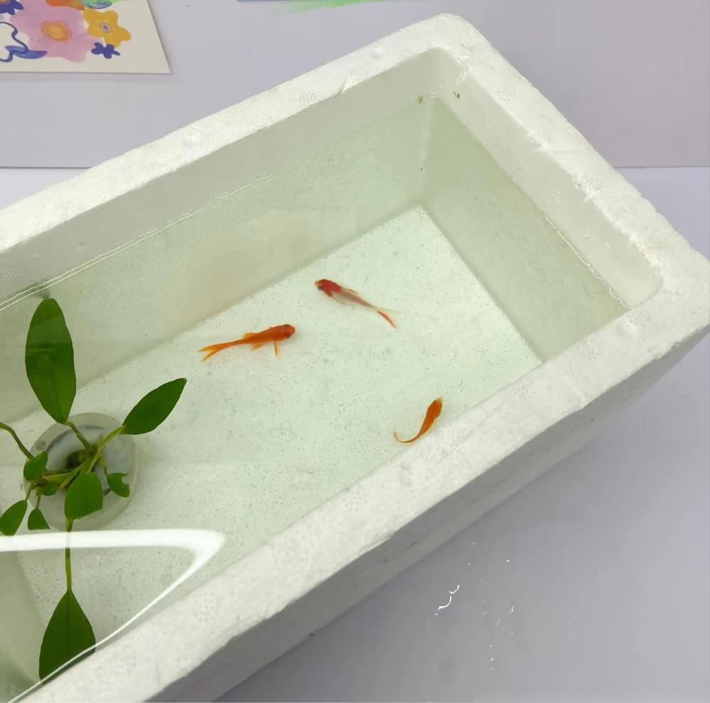 为什么泡沫箱养鱼，不会死呢就算你长期不换水，几天不喂食，也不会发白发臭，而且越养