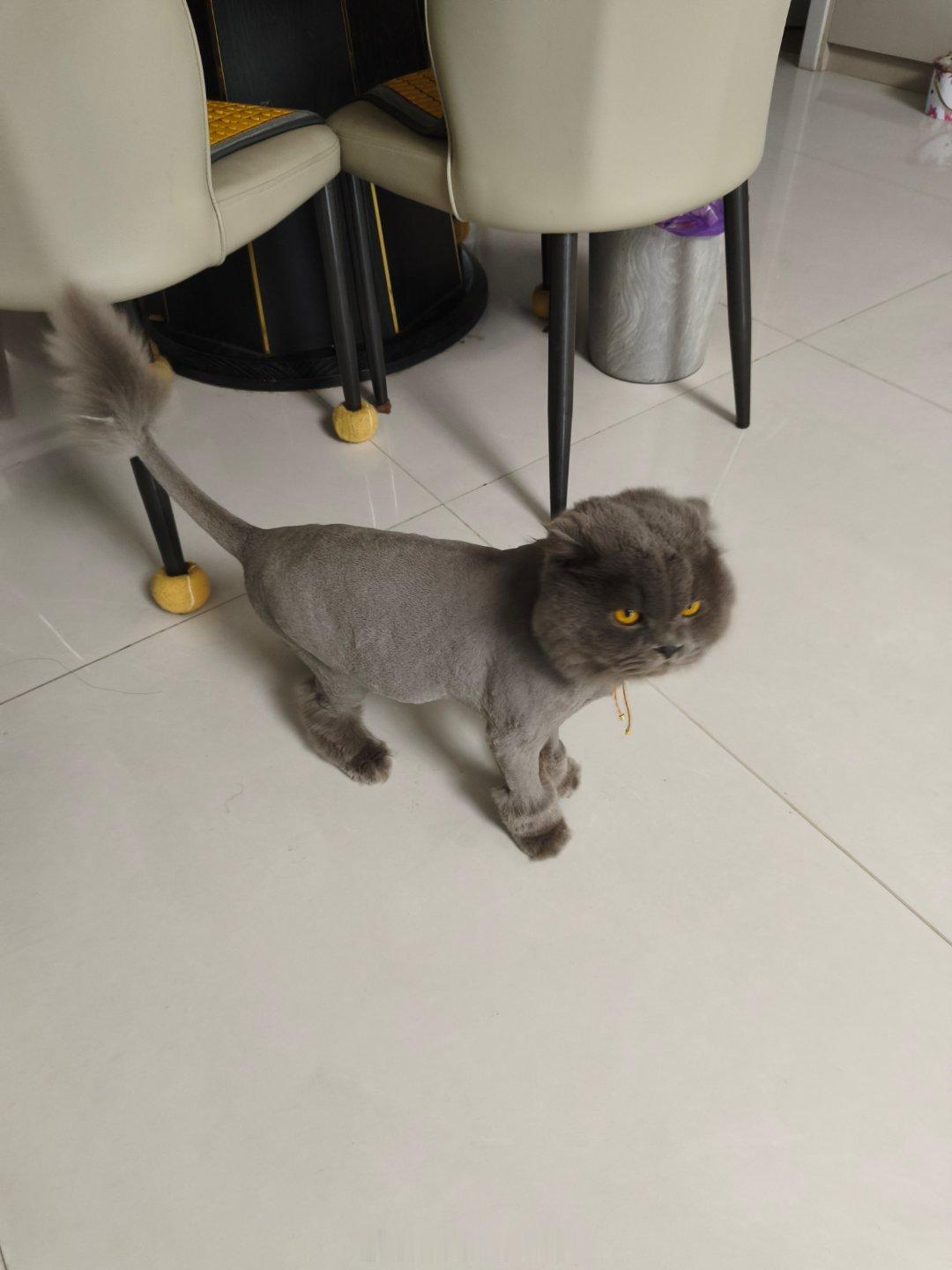 可爱猫咪​​​