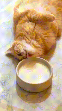 笑不活了！猫妈躺着喝奶被小猫当场模仿，这届家长也太不省心了🤣全网最不“端