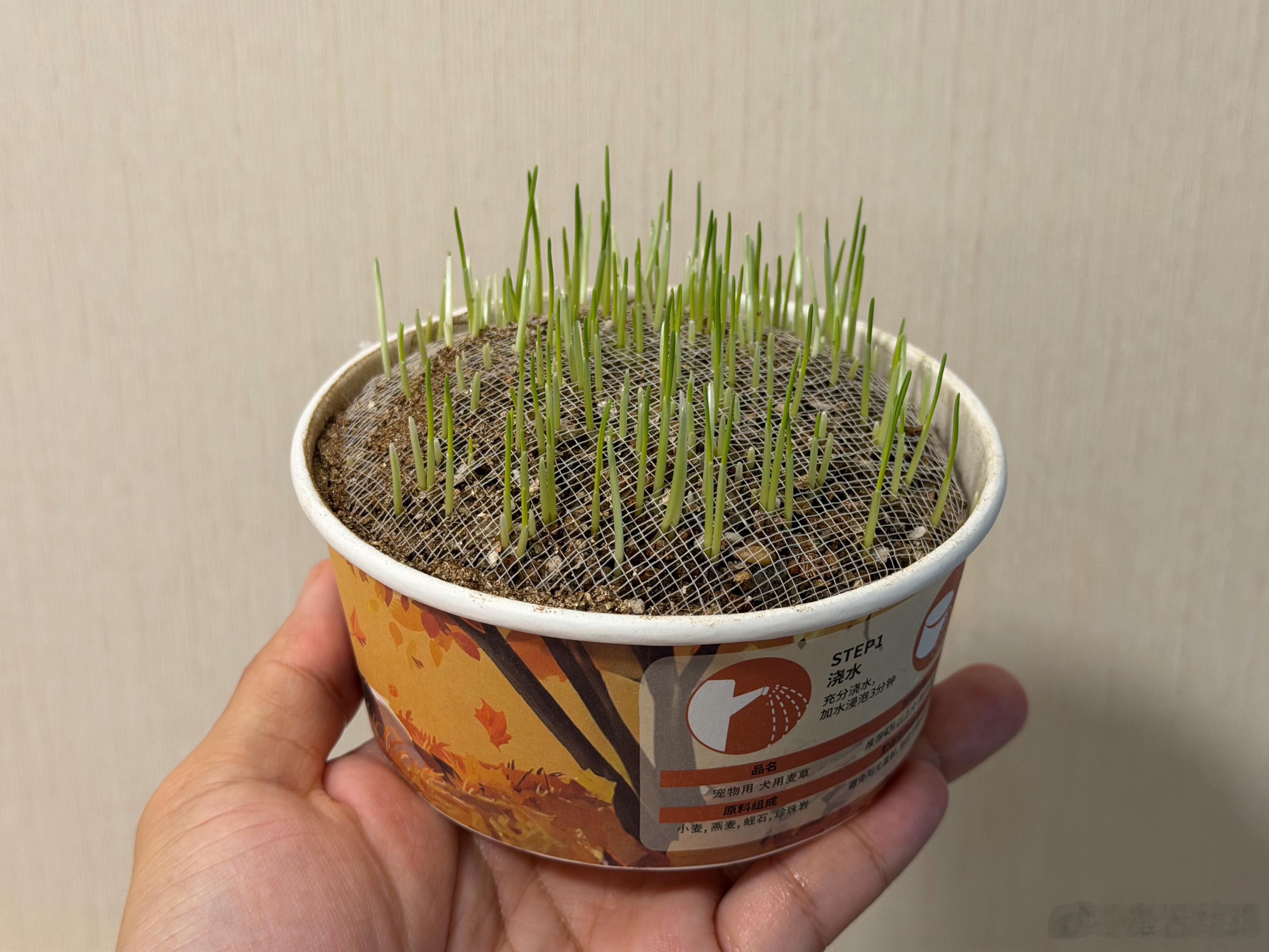 我家狗到外面总喜欢吃草，于是我买了一个盆栽，给它种了点，发芽啦