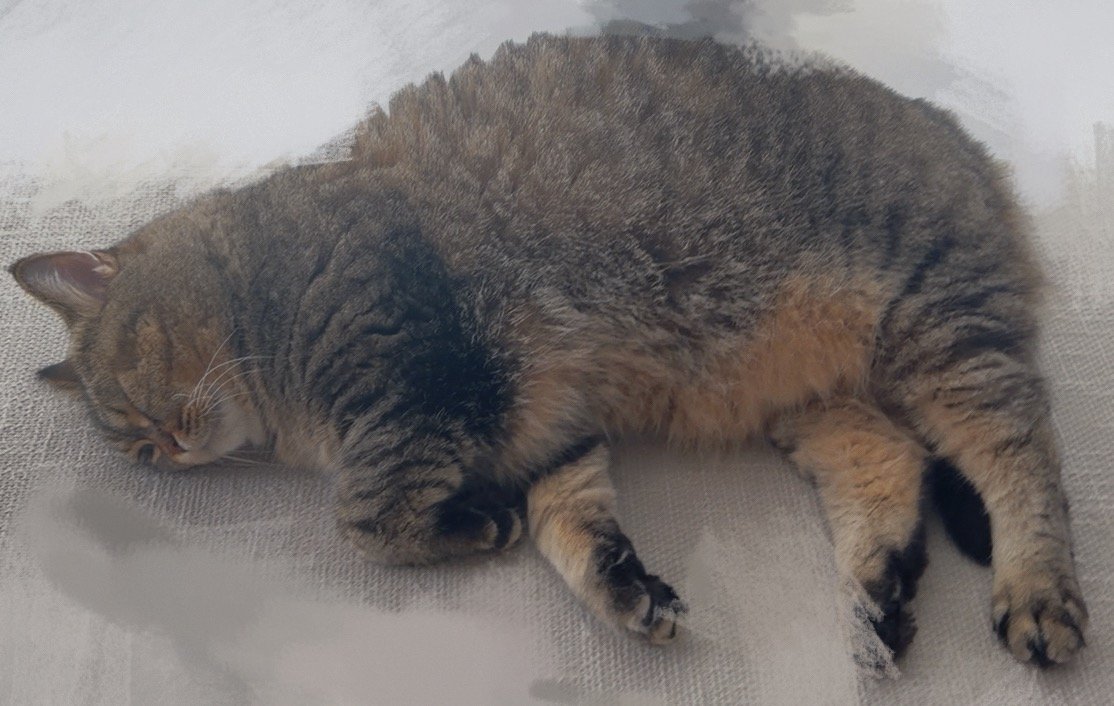 猪……