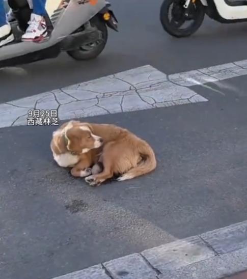 西藏林芝一只狗妈妈在马路上分娩，生下了两只小狗，即便马路上车来车往，狗妈妈并没有