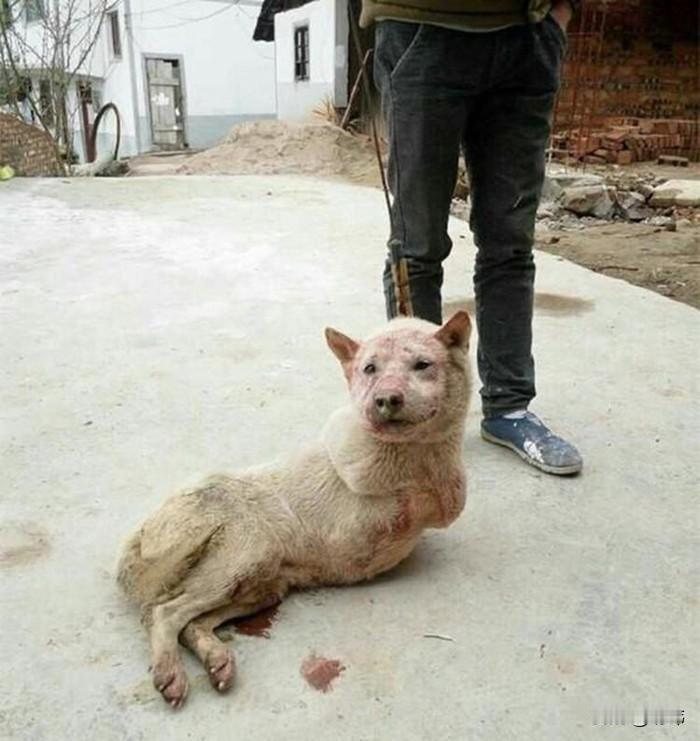 太可怜了！一位小哥哥每天骑电动车去城里上班，这天当他骑到一块油菜地附近的时候，看