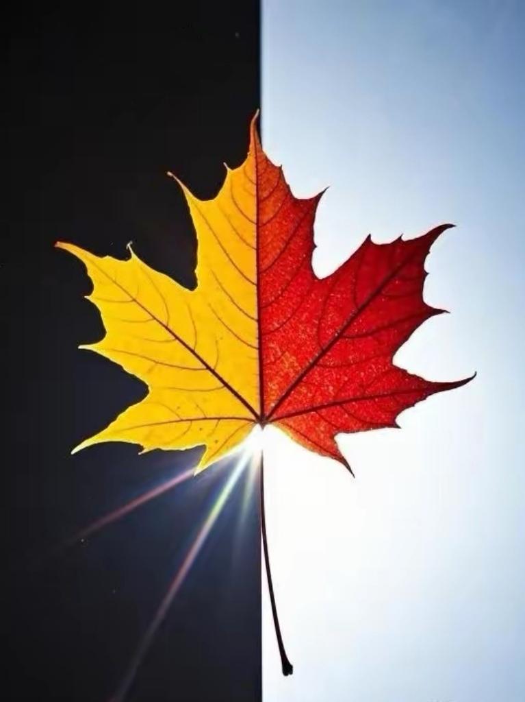 微文：退休夫妇的困惑局长和主任夫妻俩，都是五年前退休的。刚退休时，夫妻俩高喊“