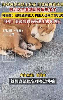 “万物皆有灵！”9月26日西藏一女店主发现有只狗趴在马路上一动不动，走上前一看，