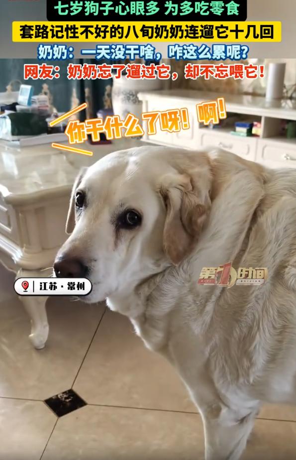 “不愧是拉布拉猪！”江苏，一位老人在家里养了一条拉布拉多，每次遛狗回来，都会给狗